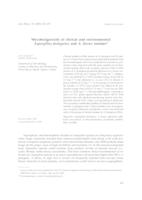 prikaz prve stranice dokumenta Mikotoksinogenost kliničkih i okolišnih Aspergillus fumigatus i A. flavus sojeva